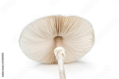Psilocybe cubensis mushroom isolated on white background.
