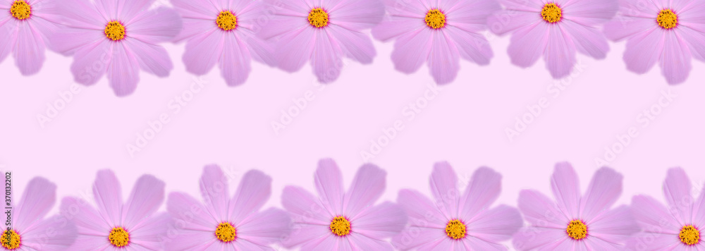 Close up pink cosmos flower in the meadow isolated on pink background with copy space. Floral border and frame for springtime or summer season. Banner style. Close up pink cosmos flower in the meadow isolated on pink background with copy space. Floral border and frame for springtime or summer season. Banner style.