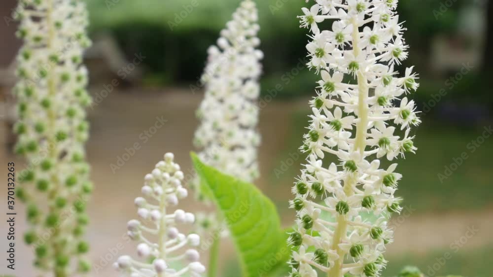 Close up white flowers blowing in the wind, blur effect. Tilt, eal time 4K Close up white flowers blowing in the wind, blur effect. Tilt, eal time 4K