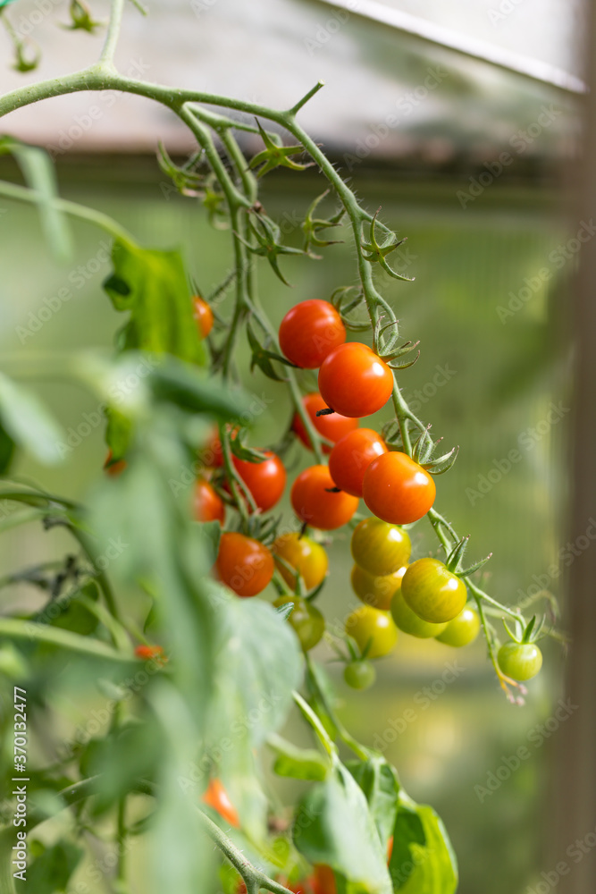 Reife Tomaten im Gewächshaus