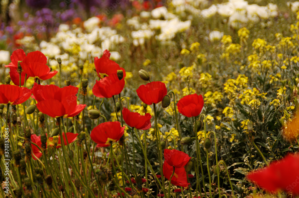 Obraz premium Roter Mohn auf der Insel Mainau