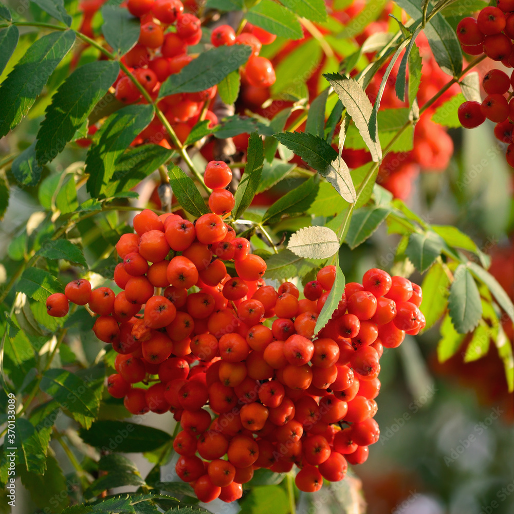 Sorbus aucuparia ashberry rowan tree mountain ash sorb service shrub red ripe fruits leaves vertical sunny rowanberry macro closeup quick beam natural rowan-berry scarlet pomes quickbeam berry branch Sorbus aucuparia ashberry rowan tree mountain ash sorb service shrub red ripe fruits leaves vertical sunny rowanberry macro closeup quick beam natural rowan-berry scarlet pomes quickbeam berry branch