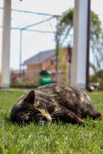 Brown pregnant cat laying and sleeping on grass © Hamza