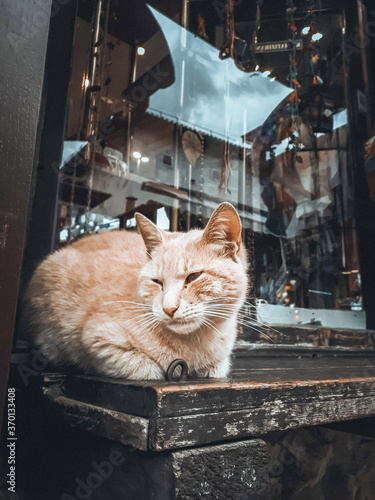 Yellow cat sitting on a bench