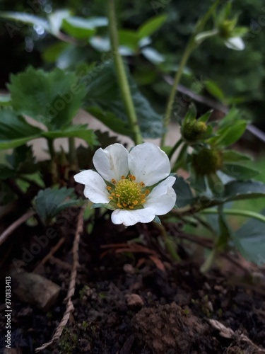Close up shot of a white flower in a park