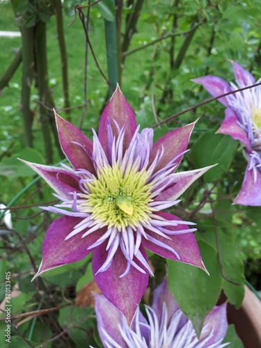 Purple flower with shallow depth of field in a park