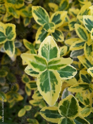 Yellow and green flower in the foreground and many more in the background with a shallow depth of field