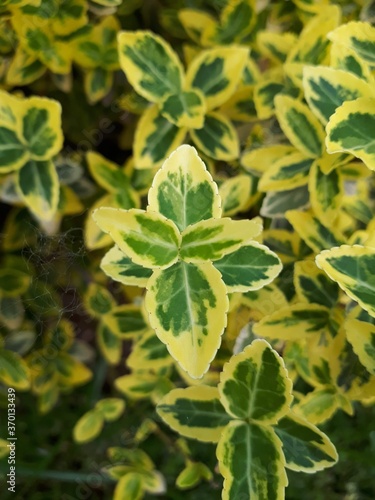 Yellow and green flower in the foreground and many more in the background with a shallow depth of field
