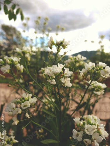 White small flowers on a branch with more flowers on it