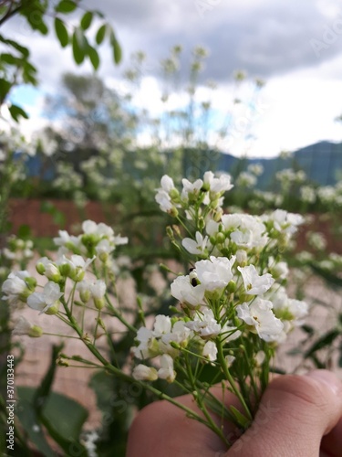 White small flowers on a branch with more flowers on it