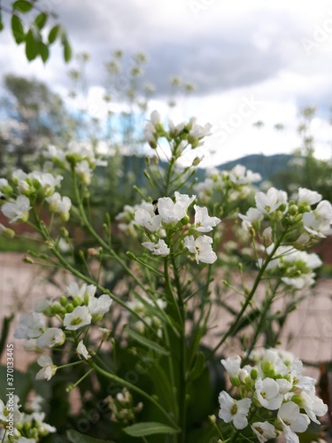 White small flowers on a branch with more flowers on it