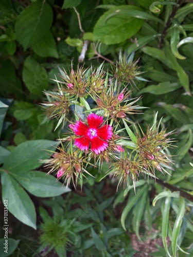 Strong pink flower with spiky leaves in a park
