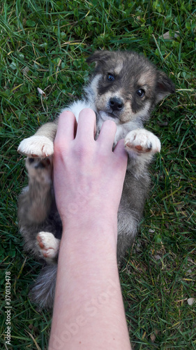 Little puppy getting a rub on his belly