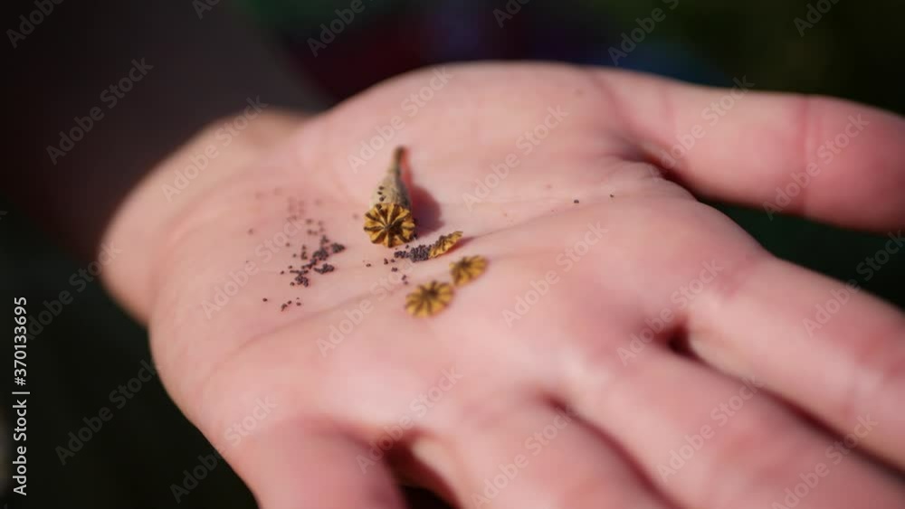 Close up poppy seeds in woman hand, real time 4K Close up poppy seeds in woman hand, real time 4K
