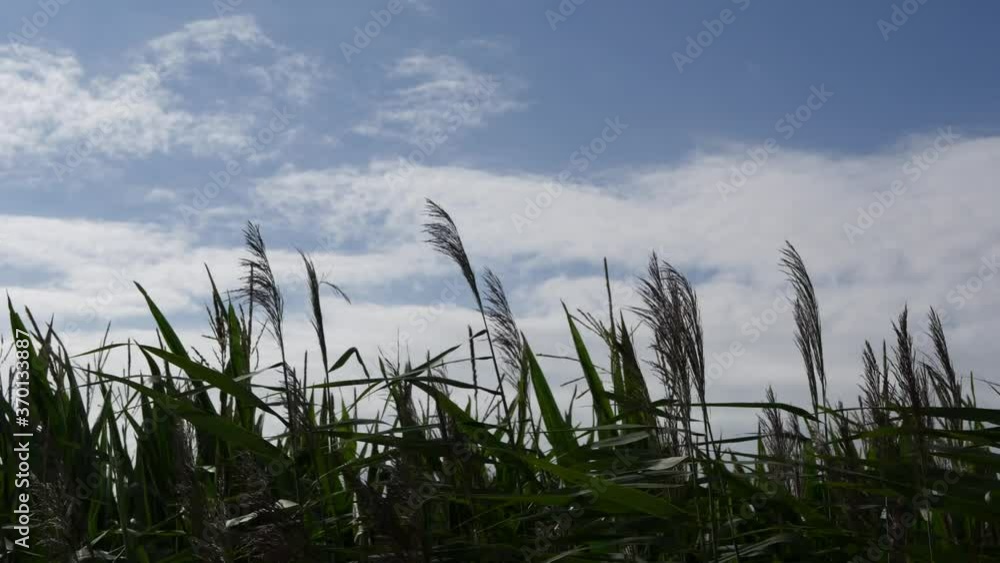 Tall grass moved by strong wind. Backlight, real time 4K