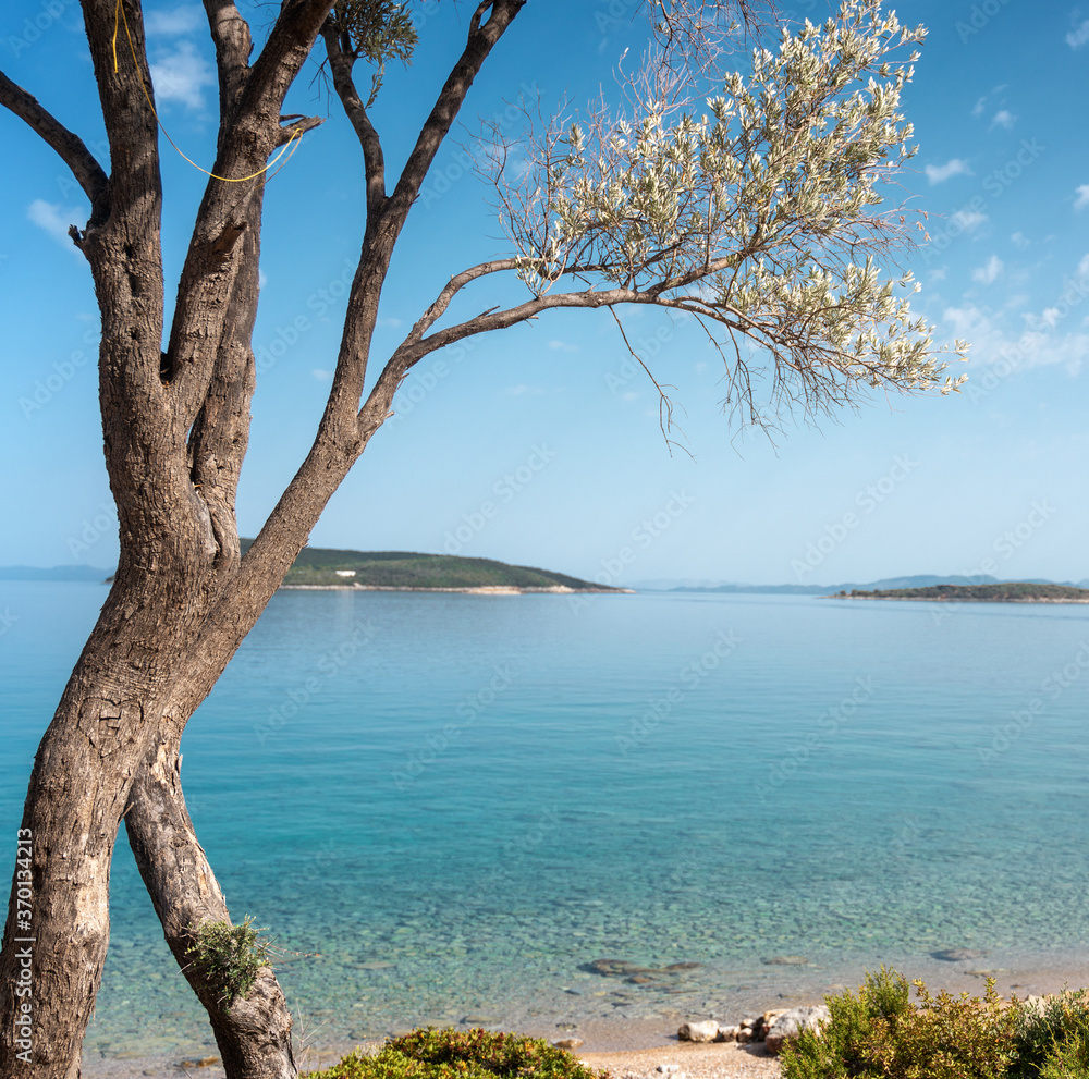 Beautiful landscape, Mediterranean Sea of Greece. Olive tree growing on the shore