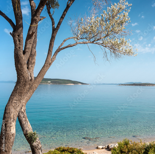 Fototapeta Naklejka Na Ścianę i Meble -  Beautiful landscape, Mediterranean Sea of Greece. Olive tree growing on the shore
