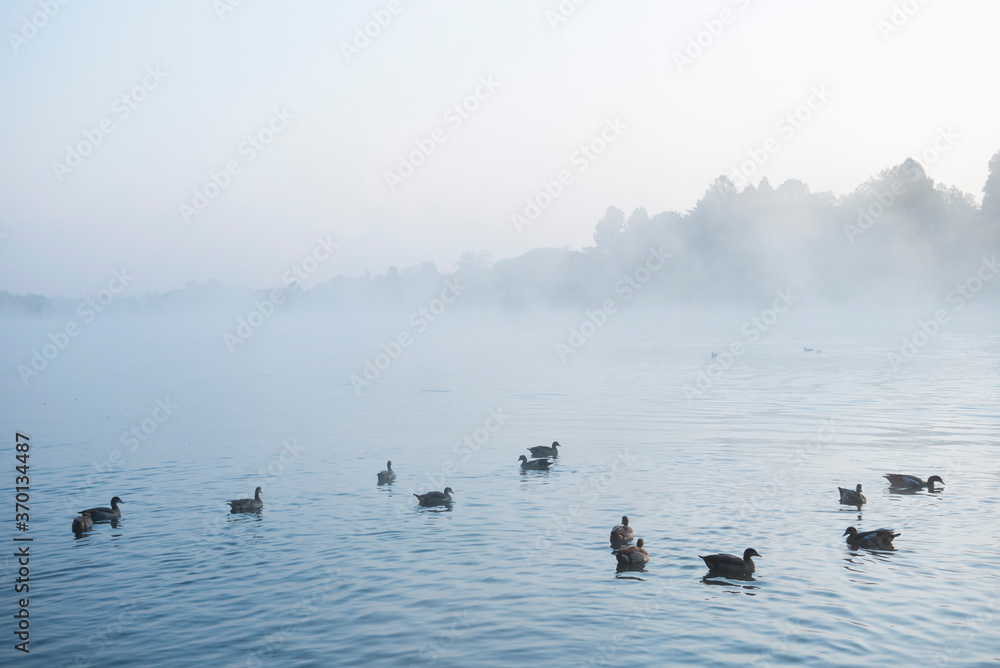 ducks on a dam in mist ducks on a dam in mist
