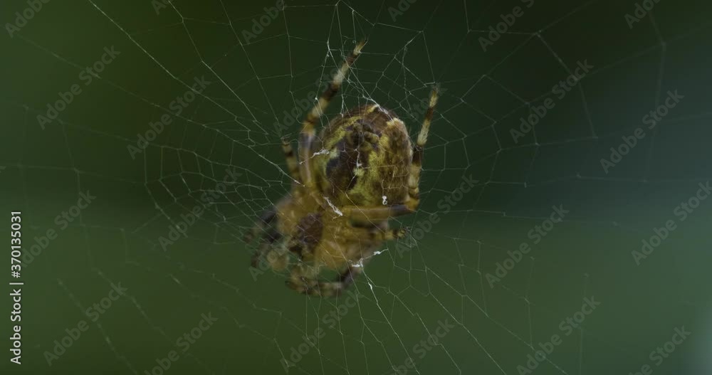 Macro of a British Garden Spider in middle of its web Macro of a British Garden Spider in middle of its web