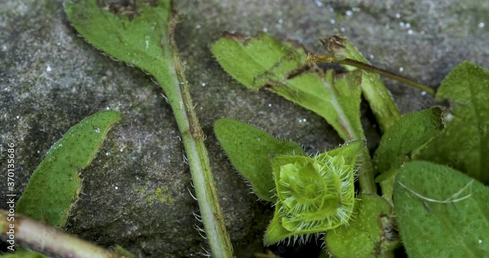 Macro of Red Garden Ants crawling over rock and leaves Macro of Red Garden Ants crawling over rock and leaves