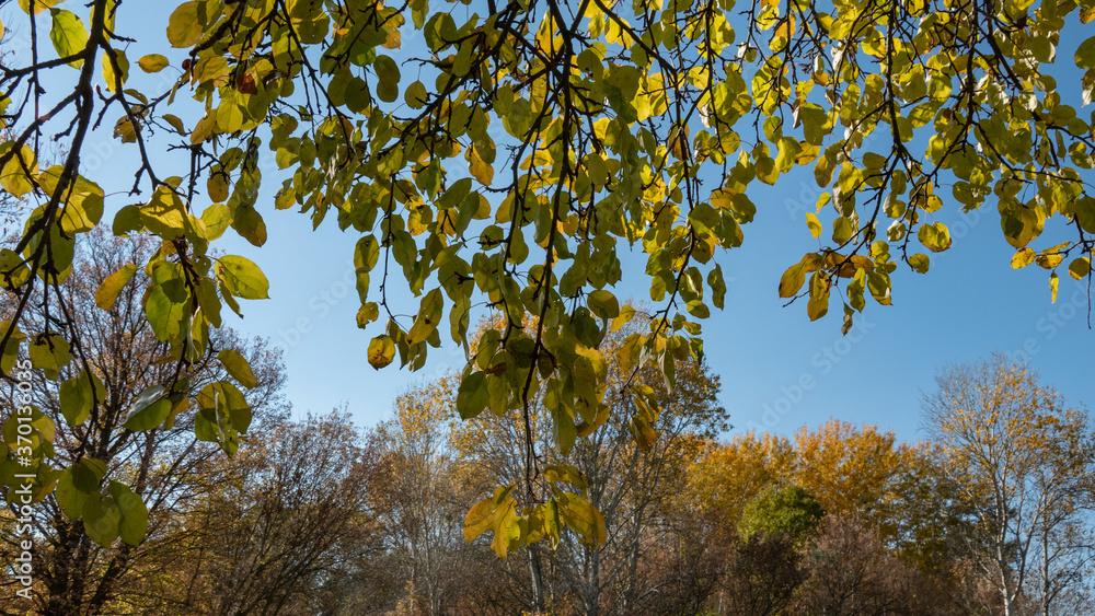 Obraz premium Branches with green foliage and deciduous forest.