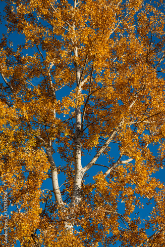 birch tree trunk covered with yellow and orange foliage against the blue sky.