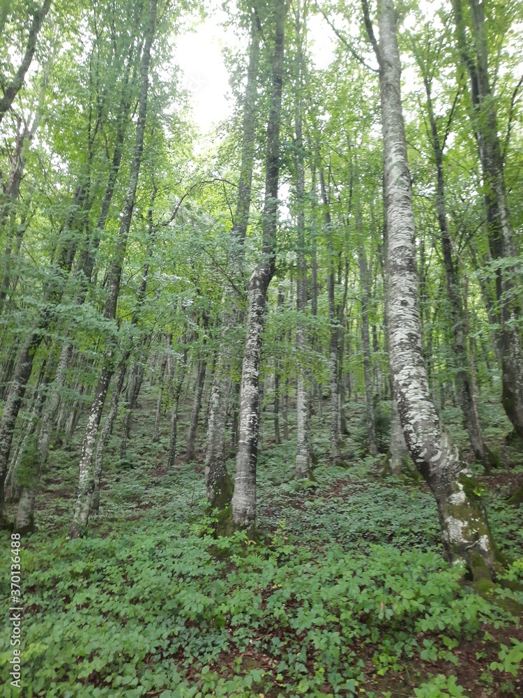 trees in the forest trees in the forest