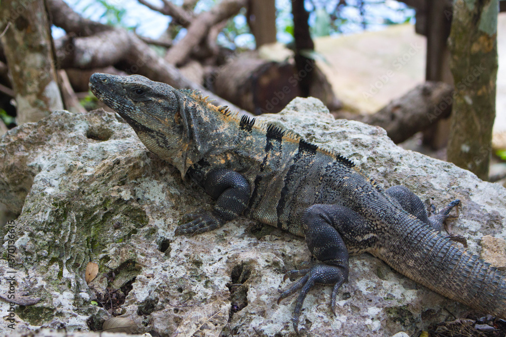 Obraz premium Leguan