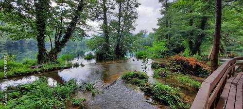 bridge in the forest