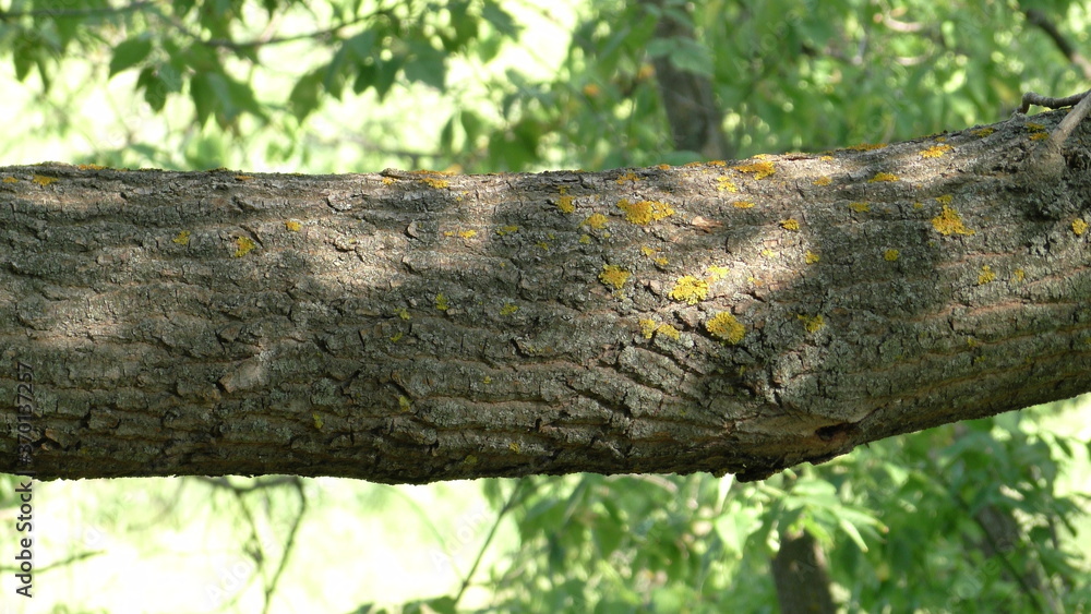 Obraz premium Tree in the forest