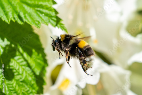 Tableau sur Toile A cute bumblebee approaching a flower