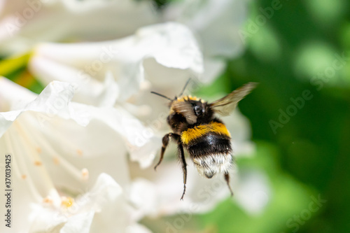 A cute bumblebee approaching a flower