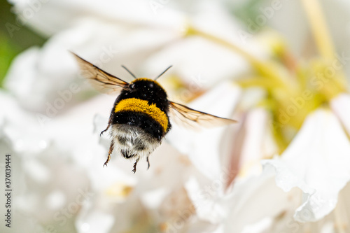 Leinwand Poster A cute bumblebee approaching a flower