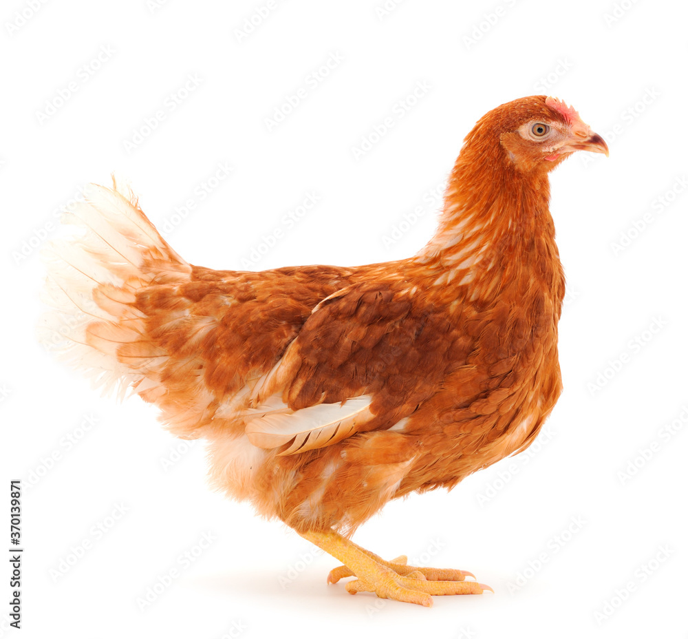 Fototapeta premium Brown hen isolated.