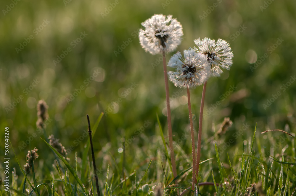 dandelion flowers in the dew under the first rays of the sun in summer in the meadow dandelion flowers in the dew under the first rays of the sun in summer in the meadow