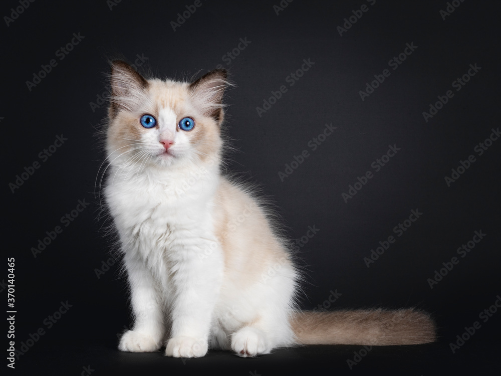 Impressive seal bicolor Ragdoll cat kitten, sitting side ways. Looking at camera with mesmerising blue eyes. isolated on black background.