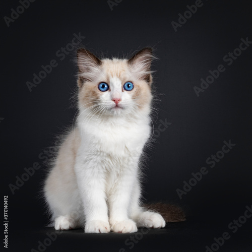 Impressive seal bicolor Ragdoll cat kitten, sitting facing front. Looking at camera with mesmerising blue eyes. isolated on black background.