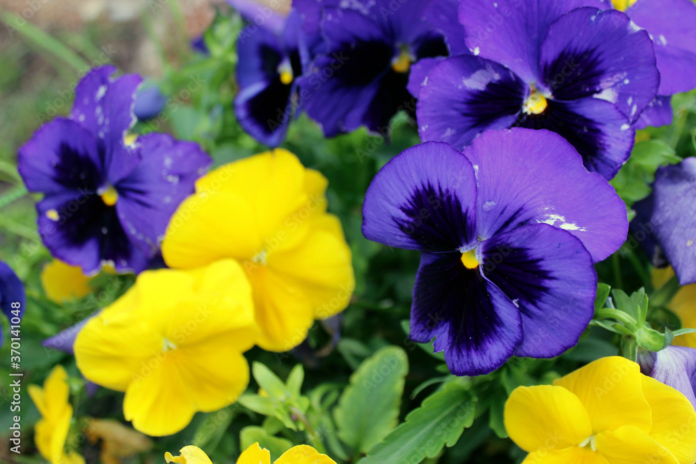 Flores Flores