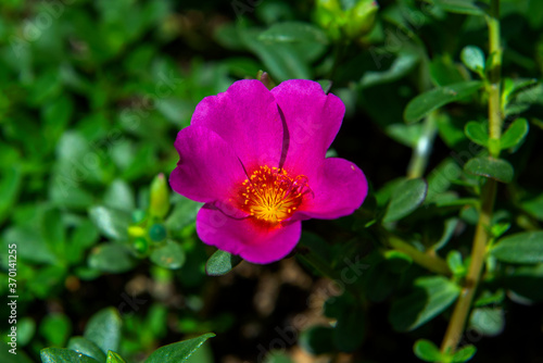 The beautiful wild flower in the garden.