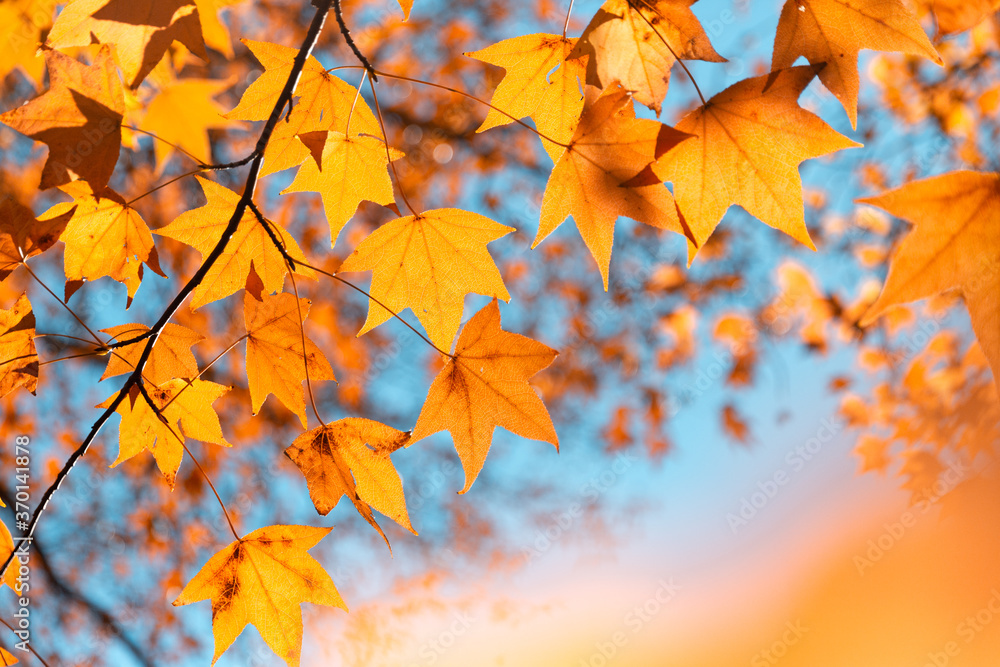 autumn maple leaves background
