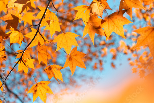 autumn maple leaves background 