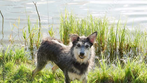 Dog standing near water. photo