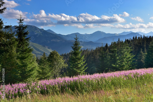 Tatry Zachodnie z Kościeliska okolica Palenicy Kościeliskiej Kierpcówki © Ola i Eryk