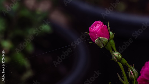 Rose Bud