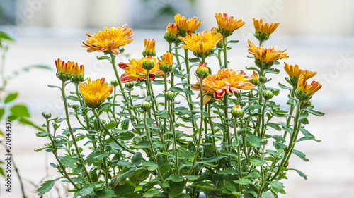 Chrysanthemum