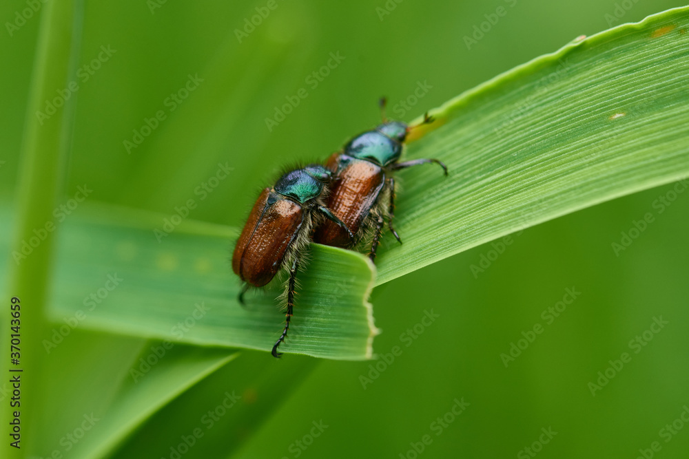 Naklejka premium Gartenlaubkäfer (Phyllopertha horticola)