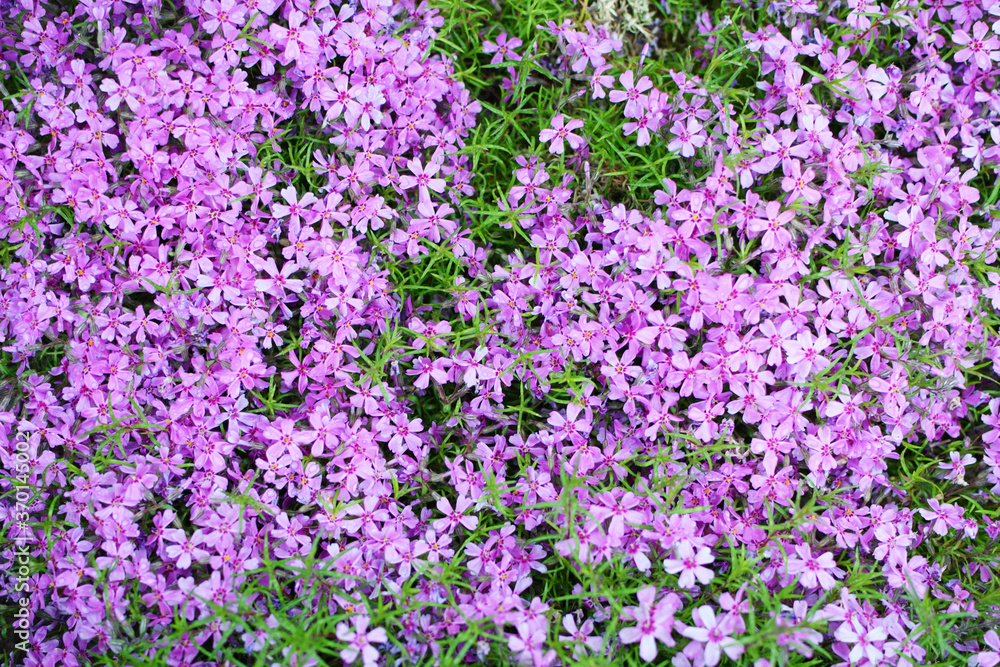 Lilac Phlox subulata (Creeping Phlox, moss phlox) - creeping plant with small violet flowers to decorate flower beds. Floral background.
Lilac Phlox subulata (Creeping Phlox, moss phlox) - creeping plant with small violet flowers to decorate flower beds. Floral background.
