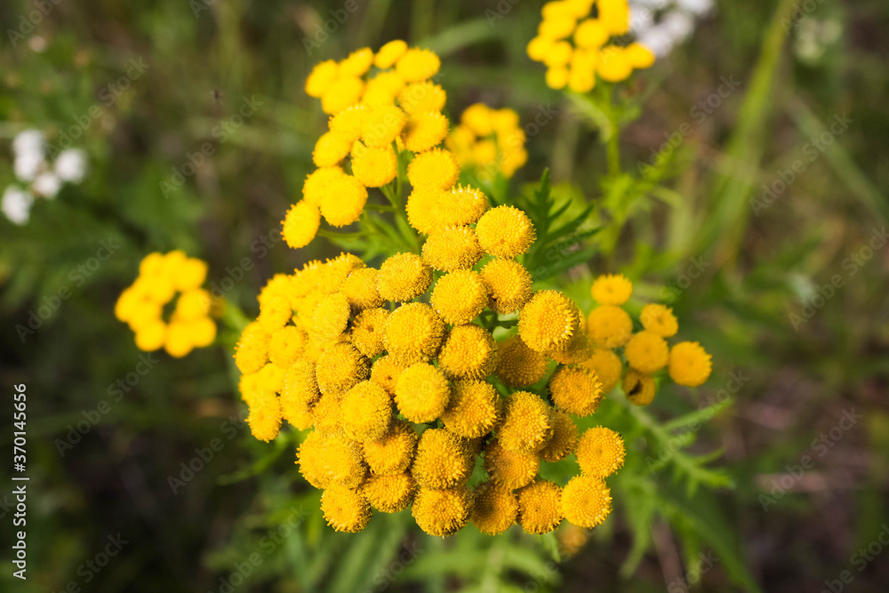 Yellow tansy flowers. Tanacetum vulgare, common tansy, bitter button, cow bitter, or golden buttons. Yellow tansy flowers. Tanacetum vulgare, common tansy, bitter button, cow bitter, or golden buttons.