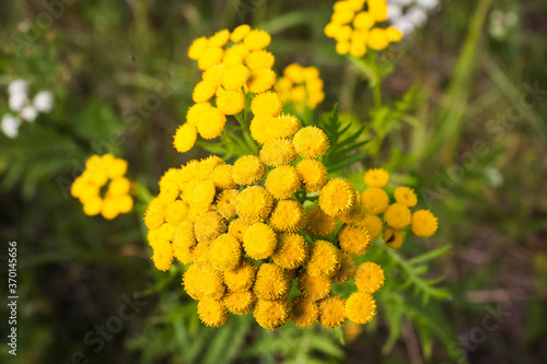 Yellow tansy flowers. Tanacetum vulgare, common tansy, bitter button, cow bitter, or golden buttons.