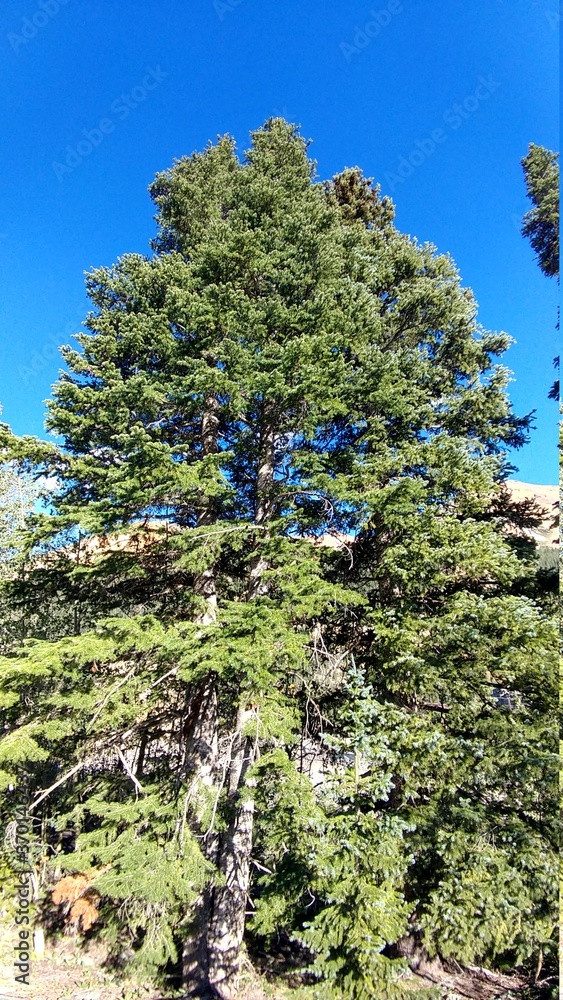 Fototapeta premium green pine tree
